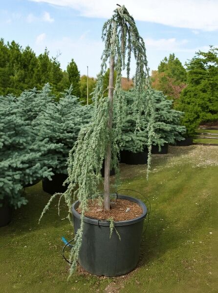Trauer-Libanon-Zeder (Cedrus libani 'Glauca Pendula') 250–300 cm im Topf C90, aufgebunden, mit blaugrünen hängenden Trieben.