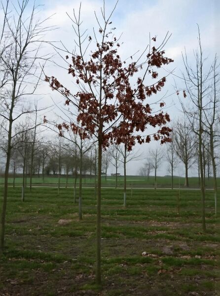Quercus rubra (Rot-Eiche), Amerikanische Rot-Eiche Hochstamm 20-25 StU mit Drahtballen, Baum mit Krone und braunem Laub