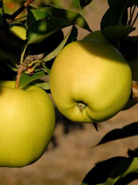 Apfel 'Gelber Köstlicher' / Apfel 'Gelber Köstlicher'