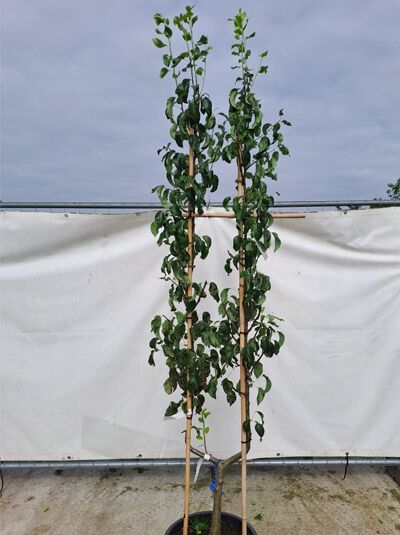 Spalierobst 'Konferenzbirne' U Spalier 180 cm (719816) / Pyrus communis 'Konferenzbirne' U Spalier (719816)