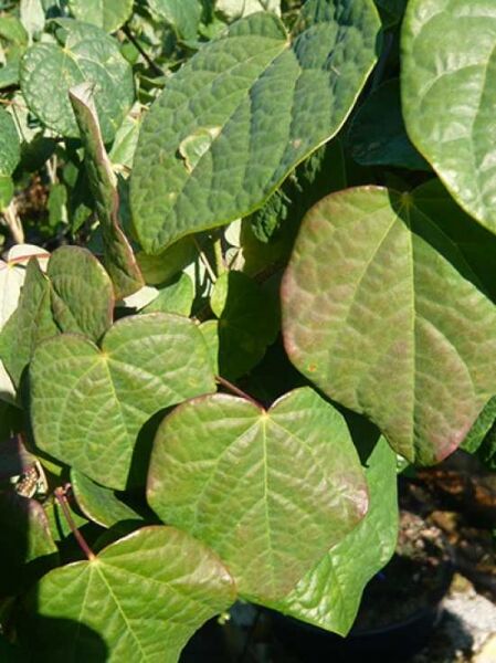 Disanthus cercidifolius / Doppelblüte