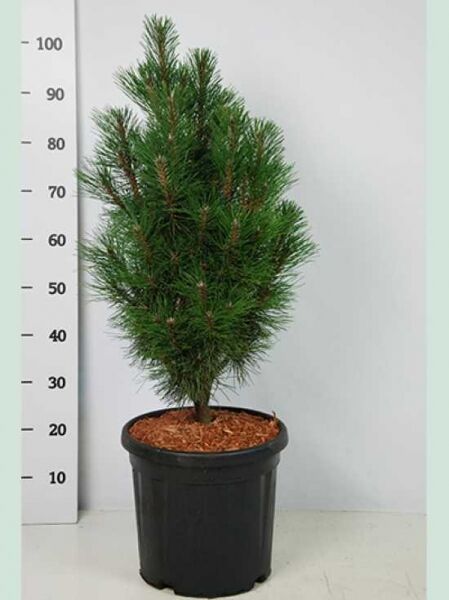 Kleine Säulen-Schwarz-Kiefer 'Komet' / Kleine Säulen-Schwarz-Kiefer 'Komet'