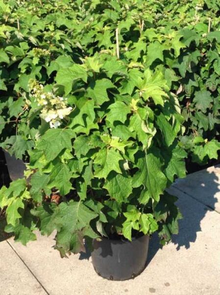 Eichenblatt-Hortensie 'Burgundy' / Hydrangea quercifolia 'Burgundy'