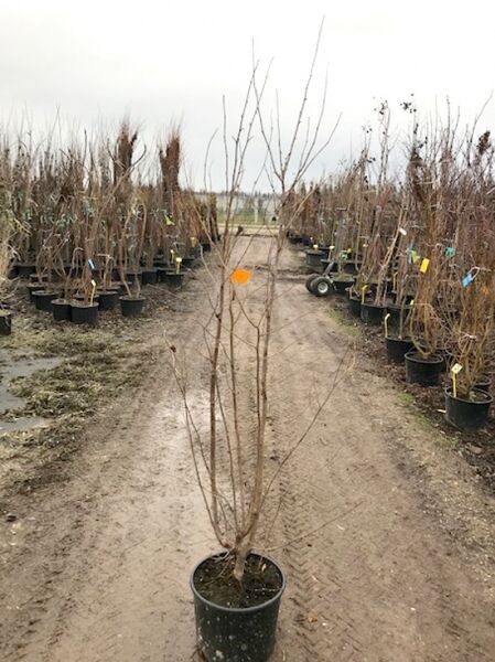 Corylus avellana 'Cosford', Haselnuss 'Cosford', mehrtriebiger Strauch im Container C20, Höhe 150-175 cm, unbelaubt