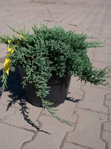 Juniperus horizontalis 'Grey Pearl' / Teppich-Wacholder 'Grey Pearl' 40-50 cm (breit) C10 im Topf, bodendeckender Wuchs, blaugrün nadeliges Laub