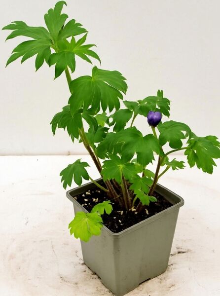 Hoher Rittersporn (Delphinium elatum New Millennium F1) 'Purple Passion' P11 im Topf mit grünen Blättern und violetter Knospe
