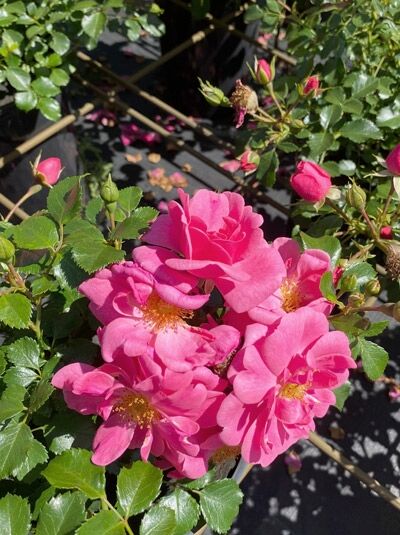 Rosa 'Bienenweide ® Rosa' (Rosa) ADR-Rose, Bodendeckerrose mit pinkfarbenen, halbgefüllten Blüten und gelber Mitte, grünes Laub.