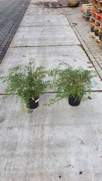 Braut-Spiere / Braut-Spiere