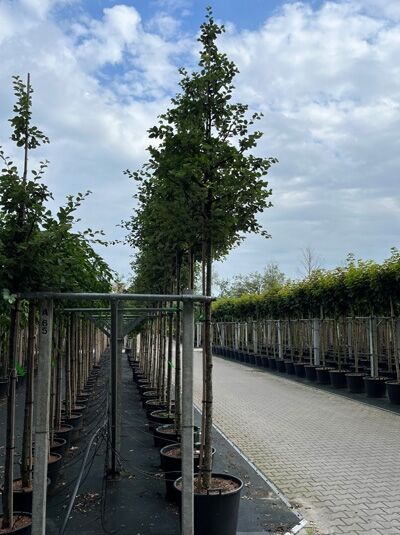 Quitte 'Leskovacka' (Cydonia oblonga 'Leskovacka') Hochstamm im Container, 14–16 StU, schlanker Stamm mit grüner Krone.