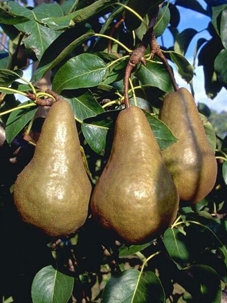 Birne 'Kaiser Alexander' / 'Kaiserkrone' / Bosc's Flaschenbirne / Pyrus communis 'Bosc's Flaschenbirne'