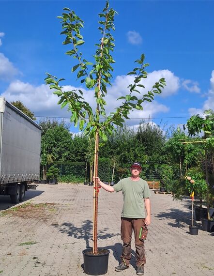 Prunus avium 'Star' / Süßkirsche 'Star' Hochstamm 10-12 StU im Container, junger Baum mit grünem Laub und aufrechtem Wuchs