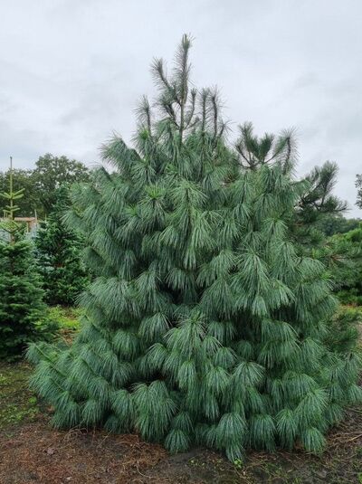 Pinus wallichiana / Tränen-Kiefer 300-350 cm m. Db., Nadelbaum mit langen, herabhängenden Nadeln und dichtem Wuchs.