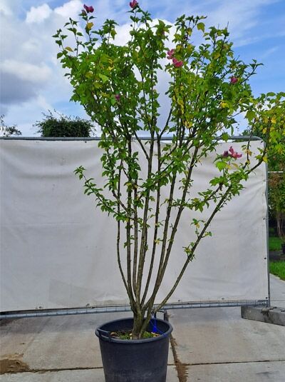 Garten-Eibisch 'Woodbridge' / Strauch-Eibisch 'Woodbridge' (719706) / Hibiscus syriacus 'Woodbridge' (719706)
