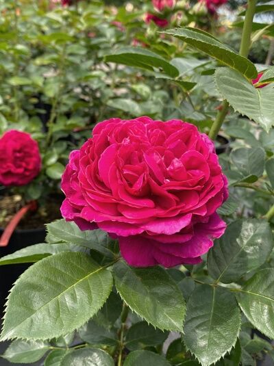 Rosa 'Marietta' ® / Edelrose 'Marietta' ® mit gefüllter, dunkelrosa Blüte und glänzend grünem Laub am Strauch