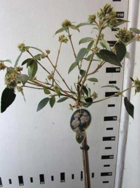 Viburnum 'Eskimo' (Schneeball) 80 cm Stamm C7, Hochstamm mit verzweigten Trieben, grünen Blättern und Knospenständen
