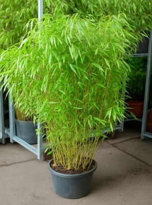 Gartenbambus - Fargesia rufa - Baumschule NewGarden