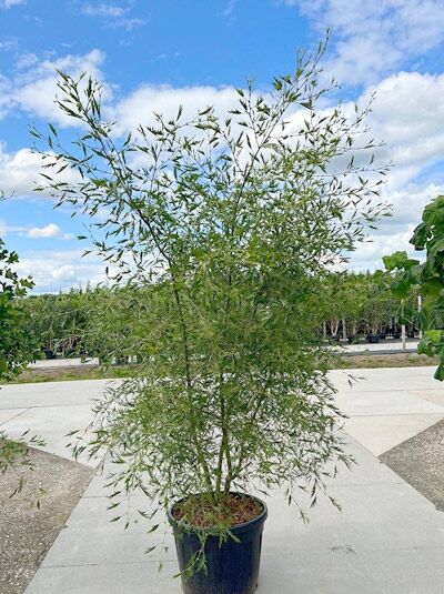 Bambus-Erle - Alnus glutinosa 'Imperialis'