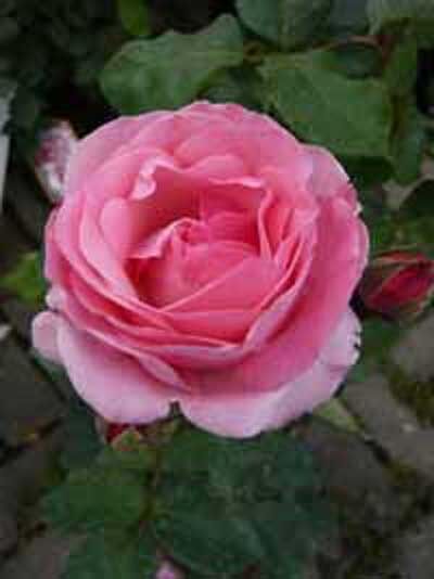 Beetrose 'The Queen Elizabeth Rose' / Rosa 'The Queen Elizabeth Rose ®'