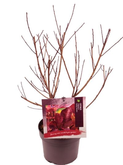 Perückenstrauch 'Dusky Maiden' / Cotinus coggygria 'Dusky Maiden'