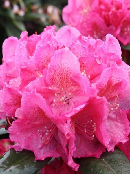 Rhododendron Hybride 'Bellevue ®' / Rhododendron 'Bellevue', pinke Blüten mit dunkler Zeichnung und Staubblättern, Nahaufnahme