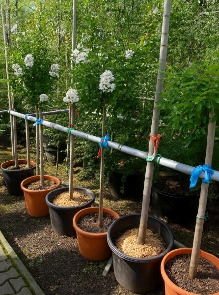 Lagerstroemia indica / Flieder des Südens als Hochstamm im Topf, weiße Blüten, 100 cm Stamm, C15