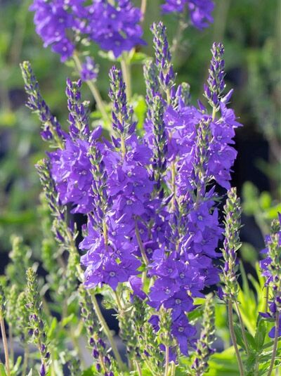 Garten-Ehrenpreis 'Kapitän' / Veronica teucrium 'Kapitän'