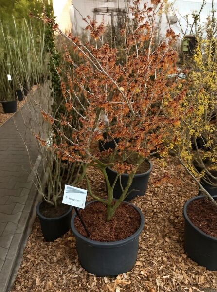 Hamamelis intermedia 'Feuerzauber' (Rote Zaubernuss) 80-100 cm C7, mehrstämmiger Strauch im Container mit Herbstlaub.