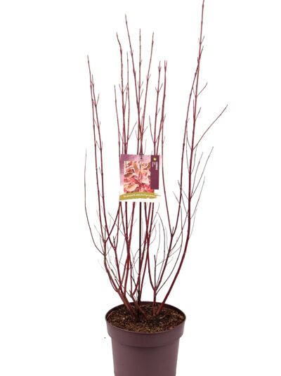Hartriegel 'Miracle' ® / Cornus alba 'Miracle' ®