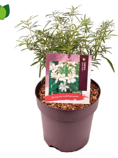 Orangenblume 'Aztec Pearl' / Choisya ternata 'Aztec Pearl'