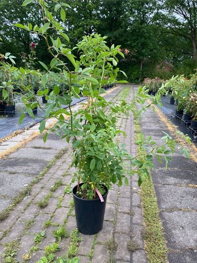 Kletterrose 'Bonny' ® / Kletterrose 'Bonny' ®