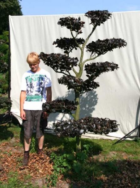 Garten-Bonsai Rotbuche (Fagus sylvatica 'Purpurea') 240 cm hoch, 120 cm breit, mit dunkelrotem Laub und Etagenkrone.