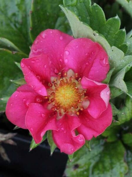 Garten-Erdbeere 'Camara F1' / Fragaria x ananassa 'Camara F1'