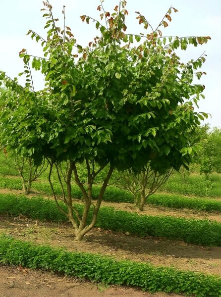 Parrotia persica (Eisenholzbaum), Parrotie mehrstämmig, 250–300 cm, im Freiland mit dichtem grünem Laub und mehreren Stämmen.