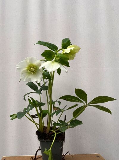Frühlings-Garten-Nieswurz 'White Lady' - Helleborus orientalis 'White Lady'