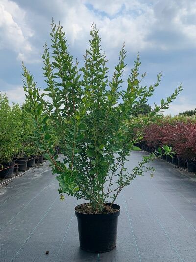 Berberis vulgaris (Gewöhnliche Berberitze/Sauerdorn) Strauch im Topf, 100-125 cm, C12, mit aufrechten Trieben und grünen Blättern.