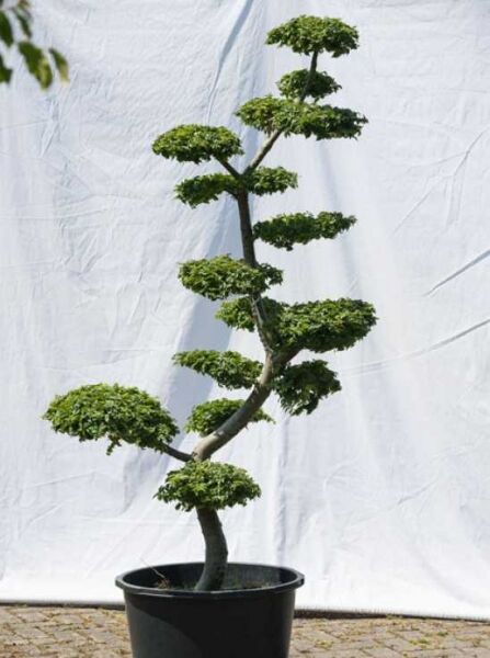 Garten-Bonsai (578) / Ulmus minor 'Jacqueline Hillier' H: 180 cm B: 100 cm