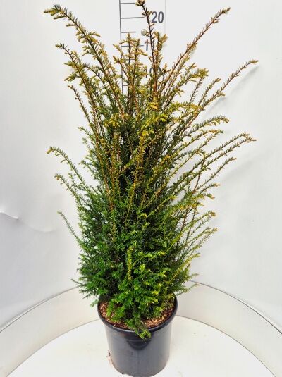 Gewhnliche Eibe / Heimische Eibe - Taxus baccata - Baumschule NewGarden