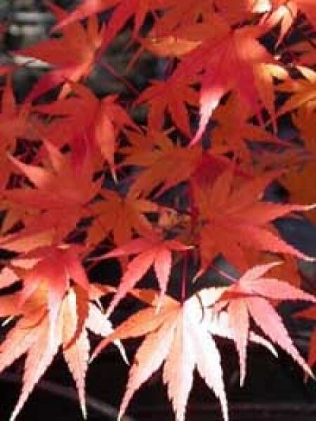 Acer palmatum 'Arakawa' / Korkahorn / Japanischer Fächerahorn