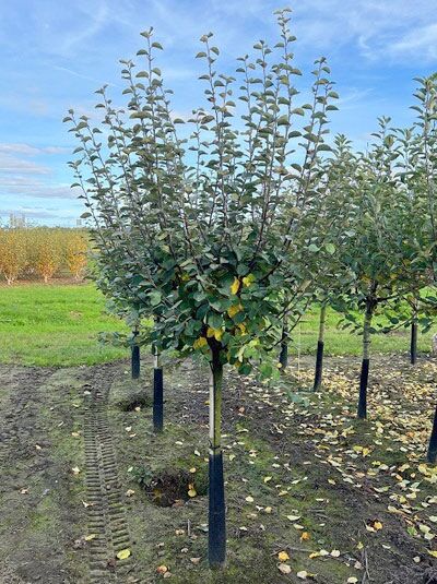 Quitte Cydonia oblonga 'Leskovacka' Halbstamm 14-16 StU mit Drahtballen, junger Baum im Feld mit grünem Laub und Früchten