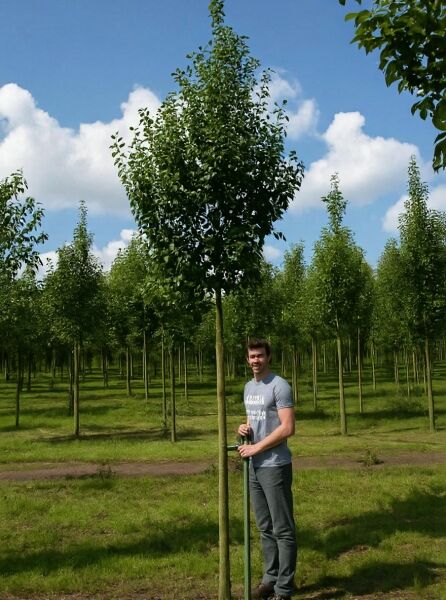 Pyrus communis 'Saint Remy' / Birne 'Saint Remy' Hochstamm 16-18 StU mit Drahtballen, Baum mit Stamm und Krone im Feld