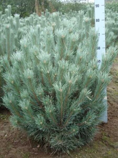 Pinus sylvestris 'Watereri' / Strauch-Wald-Kiefer 80-100 cm m. B., buschiger Nadelstrauch mit blaugrünen Nadeln