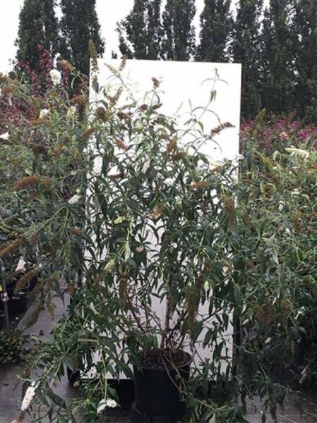 Schmetterlingsflieder Buddleja davidii 'White Profusion', 150-175 cm C20, Strauch im Topf mit schmalen Blättern und Blütenrispen
