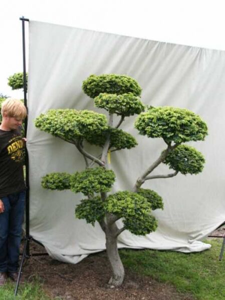 Garten-Bonsai (101212) / Ulmus minor 'Jacqueline Hillier' H: 200 cm B: 190 cm