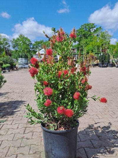 Zylinderputzer - Callistemon laevis