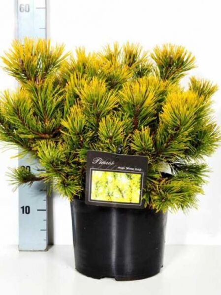 Pinus mugo 'Carsten's Wintergold' / Zwerg-Kiefer 'Carsten's Wintergold' 40-50 cm C7 im Topf, gelbgrüne Nadeln, kompakt wachsend