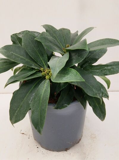 Skimmia reevesiana 'Ruby King' / Japanische Skimmie 'Ruby King' 25-30 cm C2, immergrüne Pflanze im Topf mit Knospenansatz