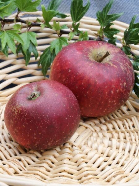 Apfel 'Ingrid Marie' / Apfel 'Ingrid Marie'