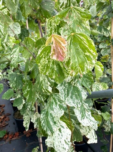 Kanadischer Judasbaum 'Alley Cat' / Cercis canadensis 'Alley Cat'  
