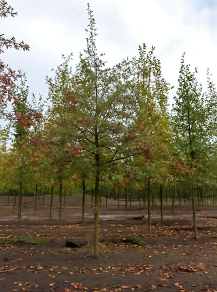 Quercus palustris (Sumpf-Eiche) Hochstamm 30–35 StU, schlanker Stamm mit verzweigter Krone und grünlichem Laub.