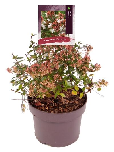 Großblumige Abelie / Abelia grandiflora